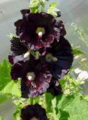 foto Flores de jardín Malva Loca, Alcea rosea negro