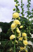 foto Flores de jardín Malva Loca, Alcea rosea amarillo