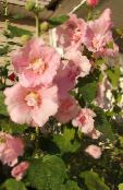 foto Flores de jardín Malva Loca, Alcea rosea rosa