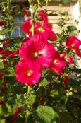 foto Dārza Ziedi Kāršu Roze, Alcea rosea sarkans