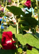 фото Садові Квіти Мальва (Шток-Троянда, Алсея), Alcea rosea бордовий