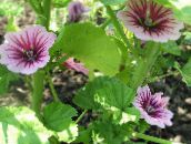 zdjęcie Ogrodowe Kwiaty Malva Sylvestris (Malwa) różowy