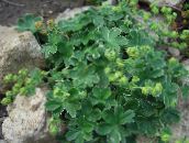Lady's mantle 