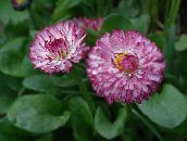 Bellis Gänseblümchen, Englisch Gänseblümchen, Rasen Gänseblümchen, Bruisewort