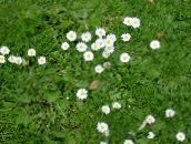 fotografie Záhradné kvety Bellis Sedmokráska, Anglicky Sedmokráska, Trávnik Sedmokráska, Bruisewort, Bellis perennis biely
