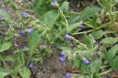 фото Садові Квіти Медуниця, Pulmonaria синій