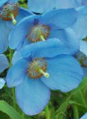 foto Dārza Ziedi Himalaju Zila Magones, Meconopsis gaiši zils