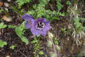purple Himalayan blue poppy
