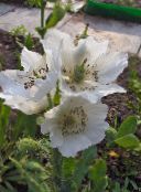 bilde Hage Blomster Himalayan Blå Valmue, Meconopsis hvit