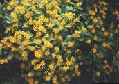 Butter Gänseblümchen, Melampodium, Goldenes Medaillon Blume, Stern Daisy