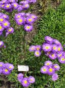 fotografie Záhradné kvety Prímorskou Sedmokráska, Plážové Astra, Flebane, Erigeron glaucus fialový