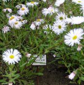 fotografie Záhradné kvety Prímorskou Sedmokráska, Plážové Astra, Flebane, Erigeron glaucus biely