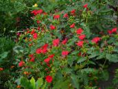 fotografie Záhradné kvety Štyri Hodiny Zázrak Peru, Mirabilis jalapa červená