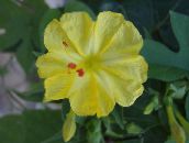 photo les fleurs du jardin Quatre Heures, Merveille Du Pérou, Mirabilis jalapa jaune