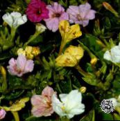 photo Garden Flowers Four O'Clock, Marvel of Peru, Mirabilis jalapa white