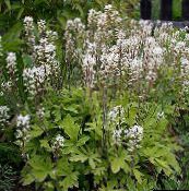 photo les fleurs du jardin Tiarella, Fleur De Mousse blanc