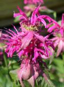 photo Garden Flowers Bee Balm, Wild Bergamot, Monarda pink