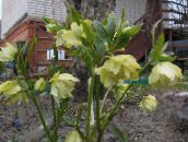 foto I fiori da giardino Natale Rosa, Quaresimale Rosa, Helleborus giallo