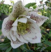 foto I fiori da giardino Natale Rosa, Quaresimale Rosa, Helleborus bianco