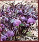 foto I fiori da giardino Natale Rosa, Quaresimale Rosa, Helleborus porpora