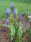 fotografie Zahradní květiny Modřenec, Muscari světle modrá