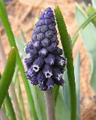 bilde Hage Blomster Drue Hyacinth, Muscari svart