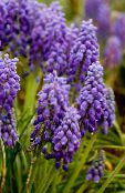 lilla Drue Hyacinth
