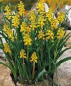 foto I fiori da giardino Muscari giallo