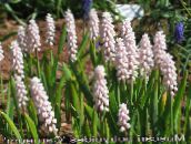bilde Hage Blomster Drue Hyacinth, Muscari rosa