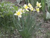 fotografie Záhradné kvety Narcis, Narcissus biely