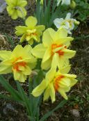foto Dārza Ziedi Narcise, Narcissus dzeltens