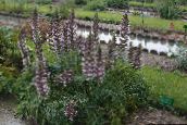 photo les fleurs du jardin Acanthe Épineuse, Acanthus vineux