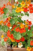 fotografie Zahradní květiny Lichořeřišnice, Tropaeolum oranžový