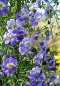 фото Садовые цветы Настурция, Tropaeolum голубой