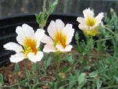 fotografie Zahradní květiny Lichořeřišnice, Tropaeolum bílá