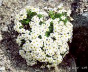 foto Flores do Jardim Miosótis, Myosotis branco