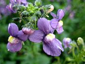 foto Trädgårdsblommor Cape Juveler, Nemesia violett