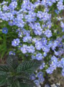 fotoğraf Bahçe çiçekleri Pelerin Mücevherleri, Nemesia açık mavi