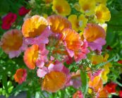 fotografie Záhradné kvety Mys Šperky, Nemesia oranžový