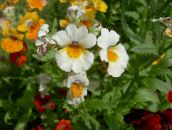 снимка Градински цветове Кейп Бижута, Nemesia бял
