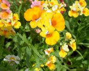 photo Garden Flowers Cape Jewels, Nemesia yellow