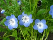 fotografija Vrtno Cvetje Nemophila, Baby Blue-Oči svetlo modra