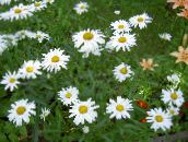 zdjęcie Ogrodowe Kwiaty Daisy (Stokrotka), Leucanthemum biały