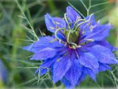 bilde Hage Blomster Elsker-In-A-Tåke, Nigella damascena blå