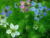 fotografie Zahradní květiny Love-In-A-Mlhy, Nigella damascena světle modrá