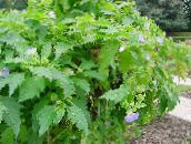 foto Tuin Bloemen Shoofly Plant, Appel Van Peru, Nicandra physaloides lichtblauw