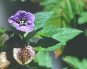 foto Aed Lilled Shoofly Taim, Apple Peruu, Nicandra physaloides purpurne