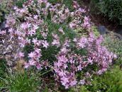 foto I fiori da giardino Acantholimon, Parsimonia Spinoso rosa