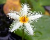 zdjęcie Ogrodowe Kwiaty Nimfeynik (Bolotnotsvetnik), Nymphoides biały