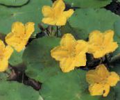 foto I fiori da giardino Galleggianti Cuore, Frangia Acqua, Acqua Di Colore Giallo Fiocco Di Neve, Nymphoides giallo